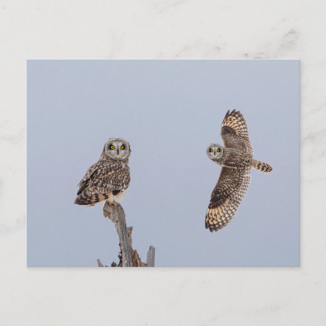 Short-eared owl at the Shawangunk Grasslands Postcard (Front)