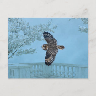 Short-eared owl at the Shawangunk Grasslands Postcard