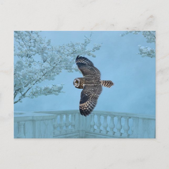 Short-eared owl at the Shawangunk Grasslands Postcard (Front)