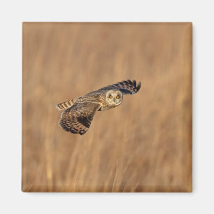 Short-eared owl in flight at the grasslands magnet
