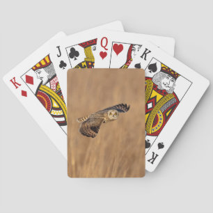 Short-eared owl in flight at the grasslands playing cards