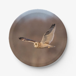 Short-eared owl in flight paper plate