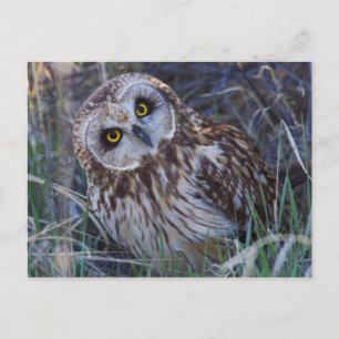 Short-eared Owl Postcard
