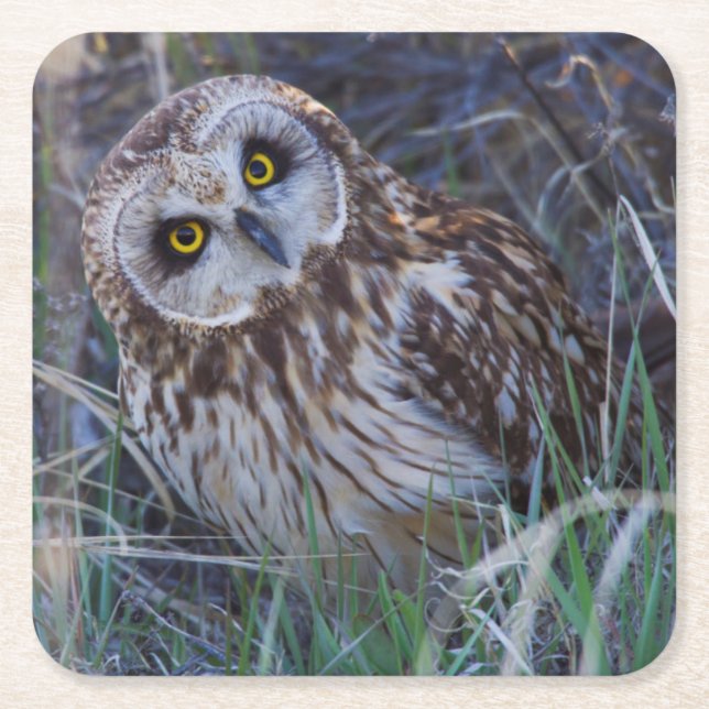 Short-eared Owl Square Paper Coaster (Front)