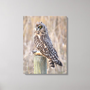 Short-Eared Owl with Vole Canvas Print