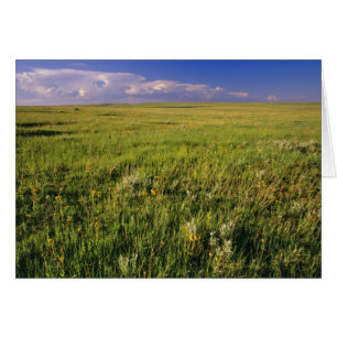 Short Grass Prairie in remote northeastern