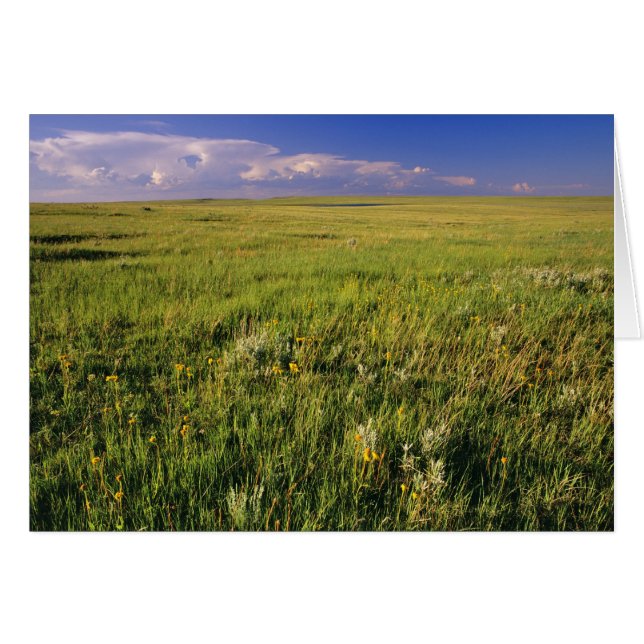 Short Grass Prairie in remote northeastern (Front Horizontal)