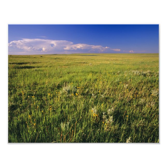 Short Grass Prairie in remote northeastern Photo Print (Front)
