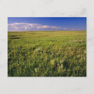 Short Grass Prairie in remote northeastern Postcard