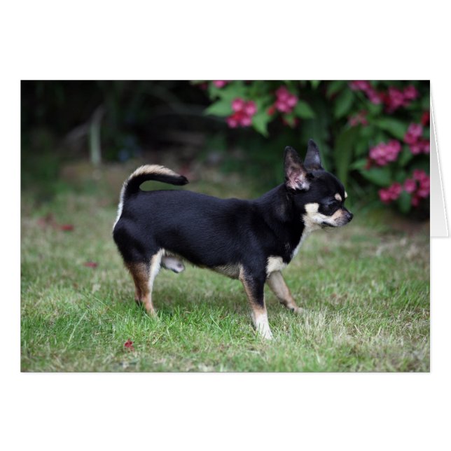Short Haired Chihuahua Standing (Front Horizontal)
