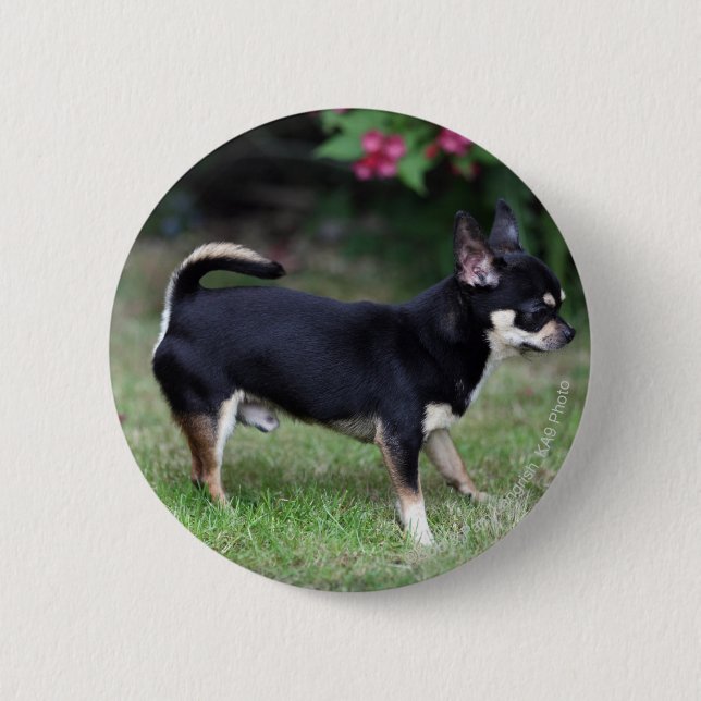 Short Haired Chihuahua Standing 6 Cm Round Badge (Front)
