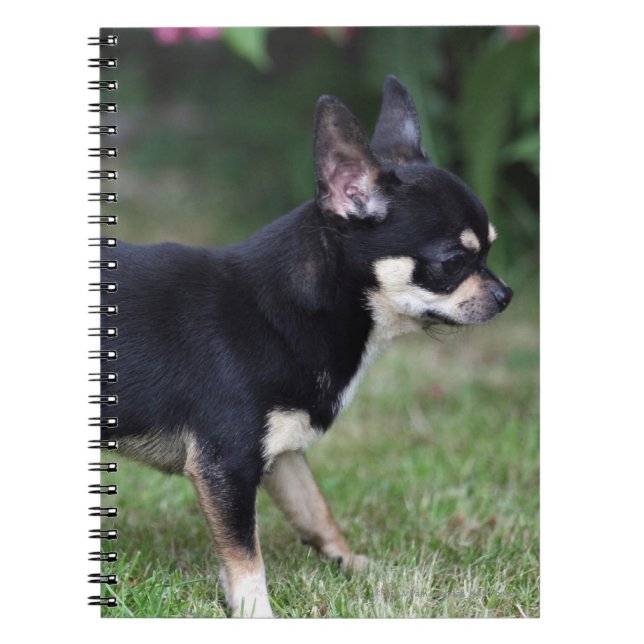 Short Haired Chihuahua Standing Notebook (Front)