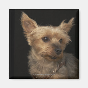 Short haired Yorkie dog looking to the right Magnet