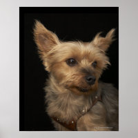 Short haired Yorkie dog looking to the right
