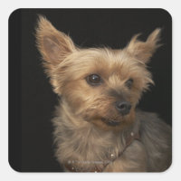 Short haired Yorkie dog looking to the right