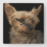 Short haired Yorkie dog looking to the right
