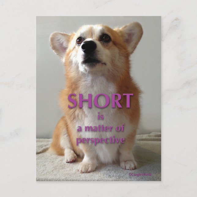 Short is a Matter of Perspective Cute Corgi Card (Front)