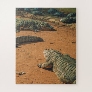 Short Nosed Crocodiles Sunbathing Near Turtles Jigsaw Puzzle