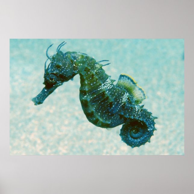 Short-Snouted Seahorse | Crimea, Russia Poster (Front)