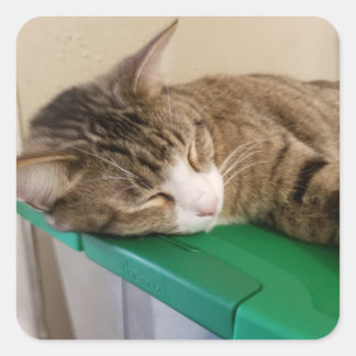 Short Stack the Cat Stickers