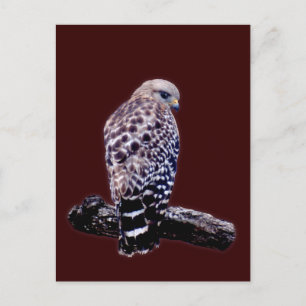 Short-tail Hawk Postcard