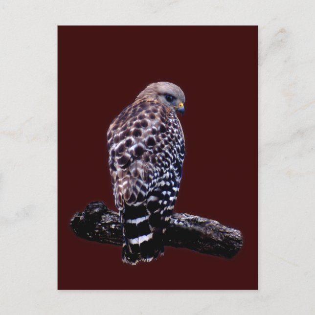 Short-tail Hawk Postcard (Front)