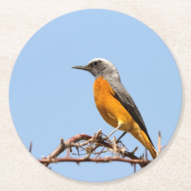 Short-Toed Rock-Thrush Round Paper Coaster (Front)