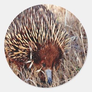 shortbeak echidna waiting for opportunity success classic round sticker
