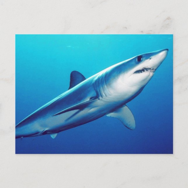 Shortfin Mako Shark Postcard (Front)