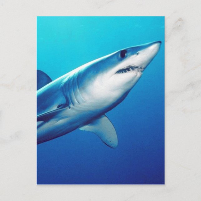 Shortfin Mako Shark Postcard (Front)