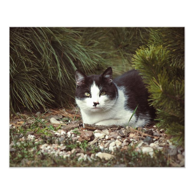 Shorthair Cat - Photo (Front)