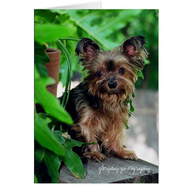 Shortie, glorydaysphotography (Front)