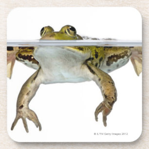 Shot of a Edible frog surfacing in front of a Coaster