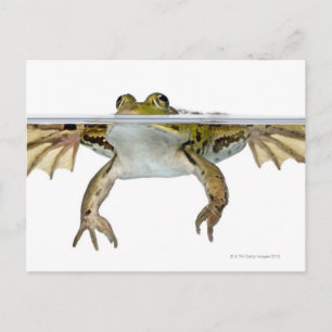 Shot of a Edible frog surfacing in front of a Postcard