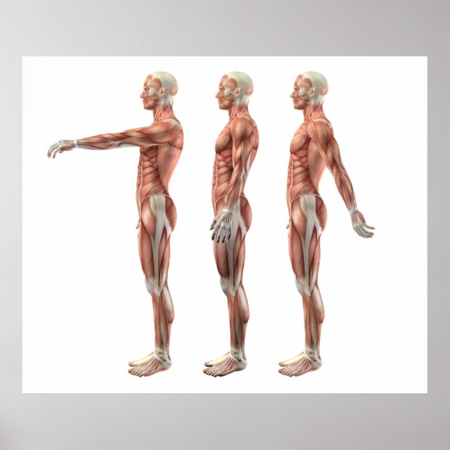 Shoulder flexion, extension and hyperextension poster (Front)