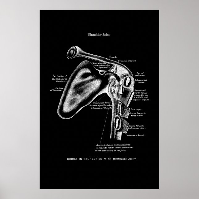 Shoulder Joint Anatomy Medical Wall Decor (Front)