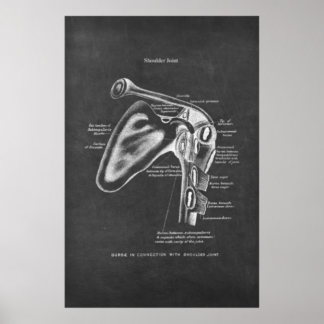 Shoulder Joint Anatomy Orthopaedic Wall Decor (Front)