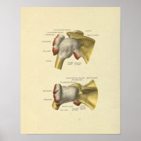 Shoulder Joint Bones Anatomy Print