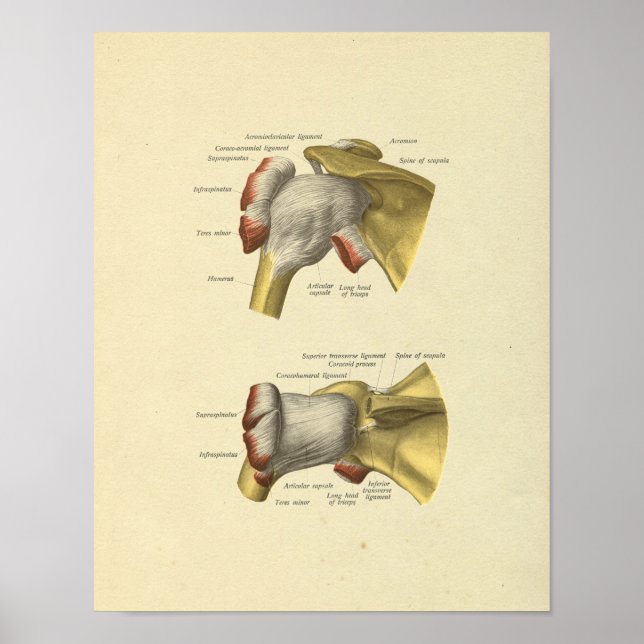 Shoulder Joint Bones Anatomy Print (Front)