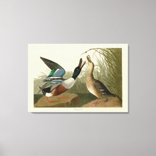 Shoveller Duck - from Audubon's Birds of America Canvas Print