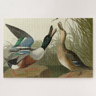 Shoveller Duck - from Audubon's Birds of America Jigsaw Puzzle