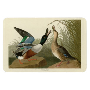 Shoveller Duck - from Audubon's Birds of America Magnet