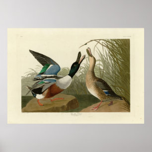 Shoveller Duck - from Audubon's Birds of America Poster