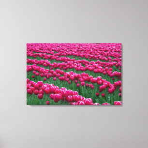 Show garden of spring-flowering tulip bulbs in canvas print