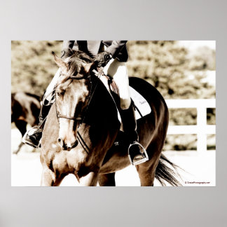 Show Horse Poster