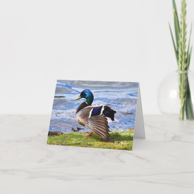 Show Off (Mallard #1) - Blank Note Card (Front)