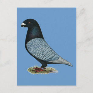 Show Racer Andalusian Postcard