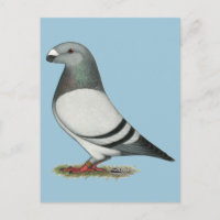 Show Racer Blue Bar Pigeon