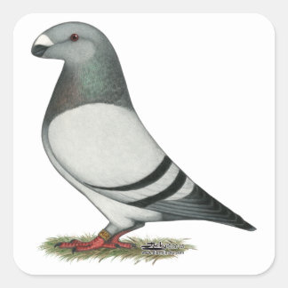 Show Racer Blue Bar Pigeon Square Sticker