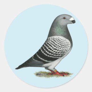 Show Racer Blue Chequered Pigeon Classic Round Sticker